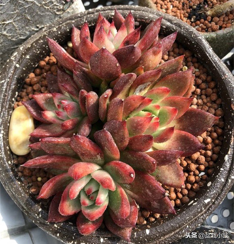 多肉出锦的方法,哪些多肉出锦是粉红色的