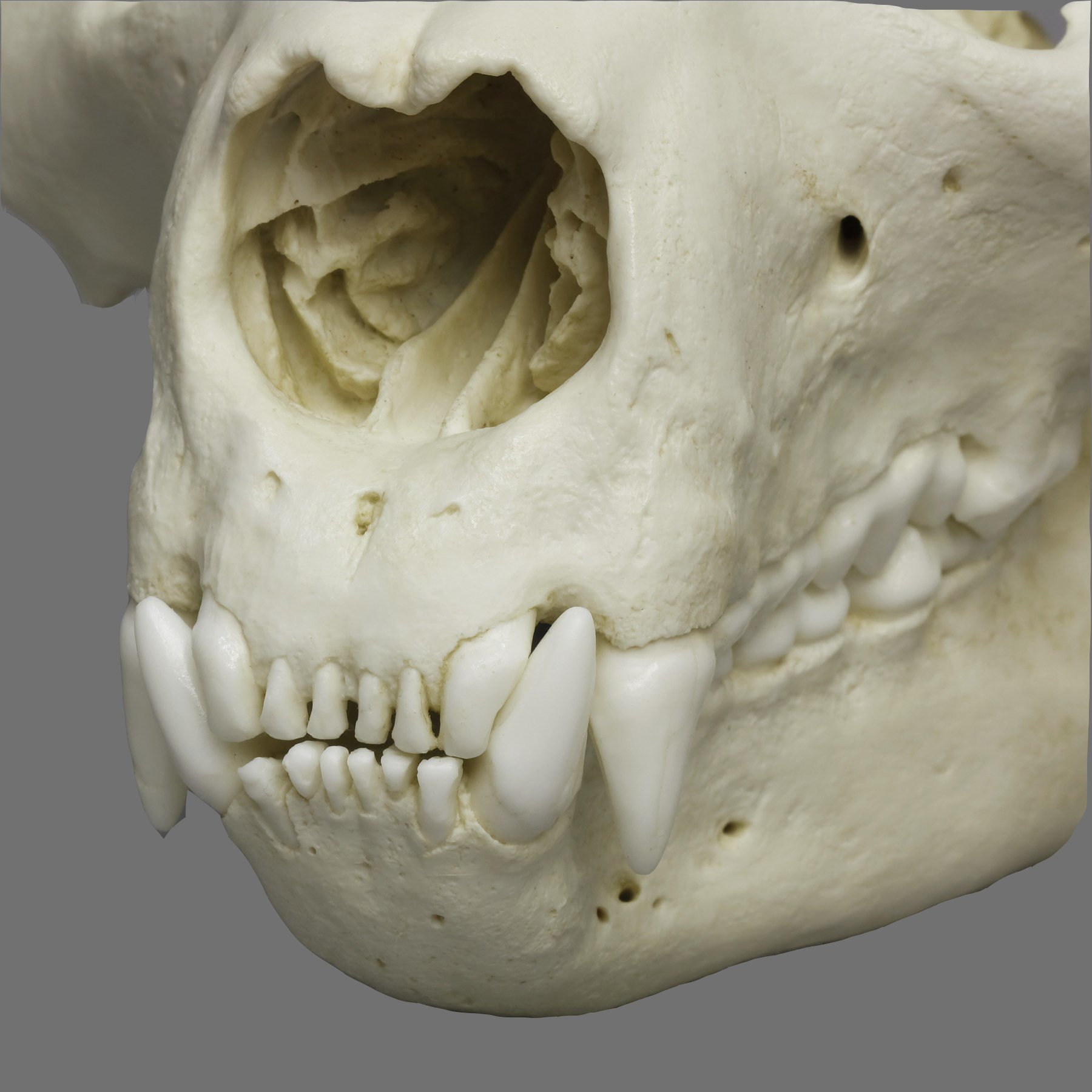 萌萌的大熊猫能打过凶猛的老虎,大熊猫为什么比老虎还凶猛