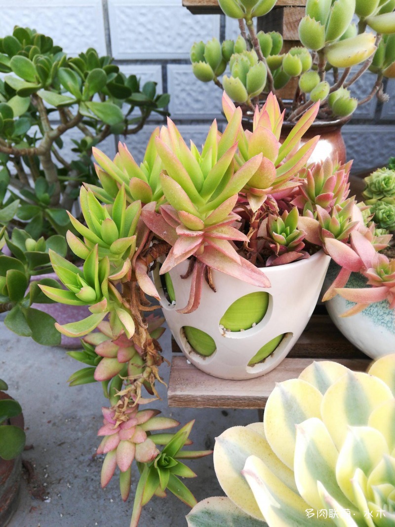 这才是多肉夏天该有的样子,多肉短期内颜值最高的时刻