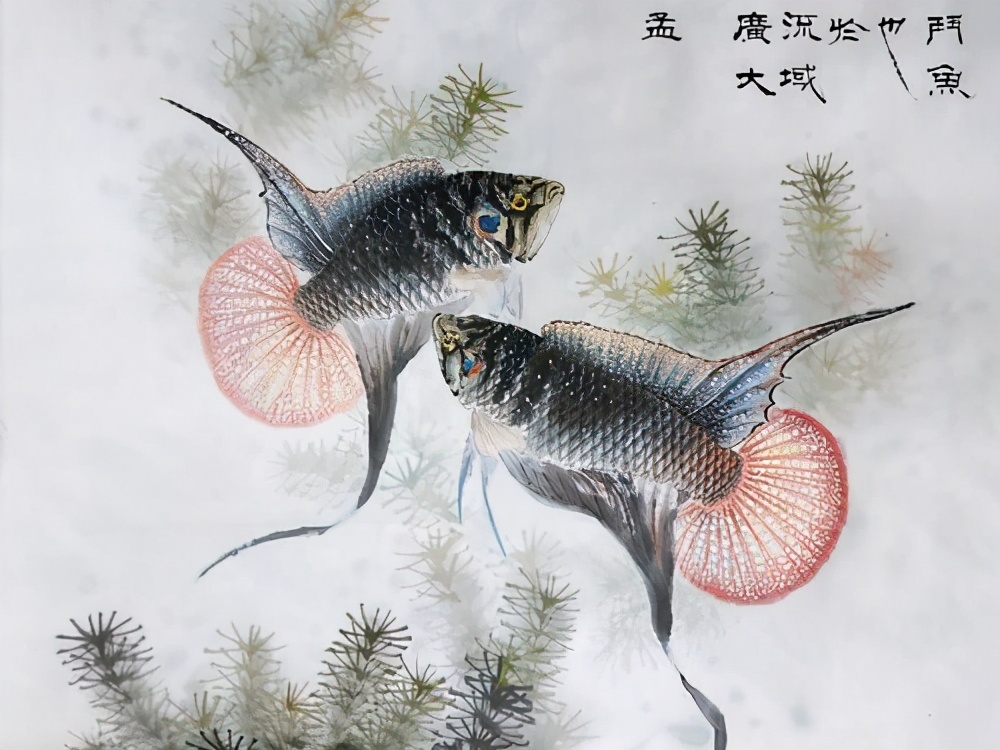 中国斗鱼应该怎么养出状态,中国斗鱼怎么养才漂亮视频