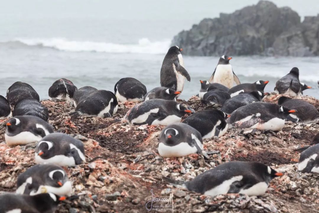 去南极能走出这个世界吗,为什么现在都要去南极
