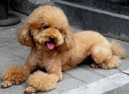 贵宾犬怎么训练定点大小便,如何训练贵宾犬上厕所大小便