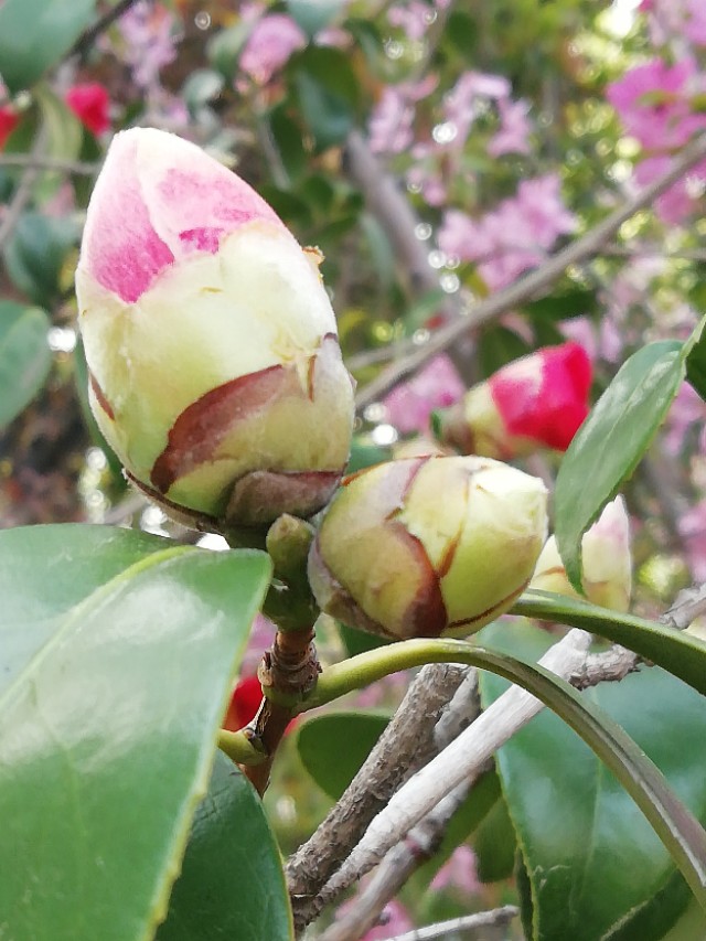 谷雨节气的介绍和谷雨古诗词,二十四节气关于谷雨的诗句并赏析