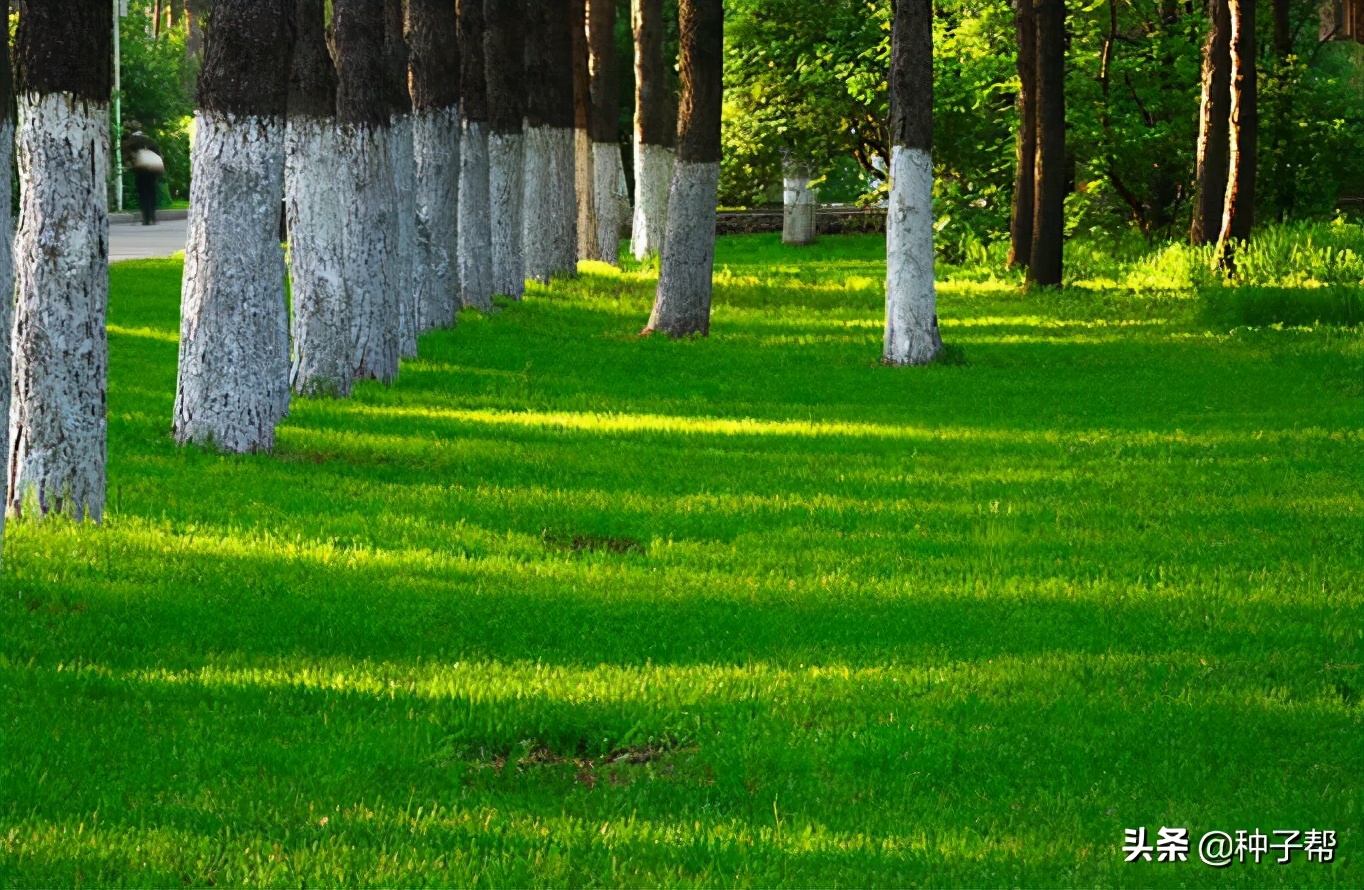 混播草坪哪种最好,什么草坪品种适合混播