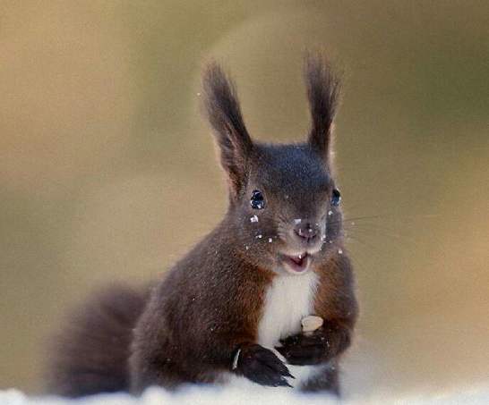 养了一只魔王松鼠的视频,养一只魔王松鼠