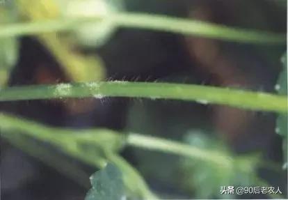 草莓白粉严重怎么治,草莓黑心病防治