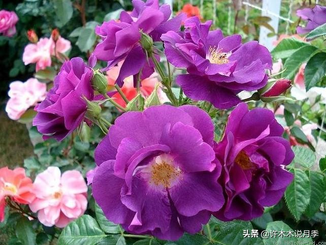 30种黄色月季,10种超美的蓝色月季