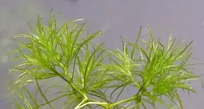 防治杂草最有效的方法,常见十大抗性杂草的除草方案