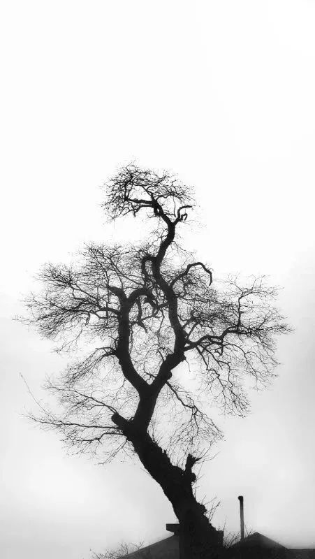 手机拍出的大片摄影作品,手机拍作品好看又高清