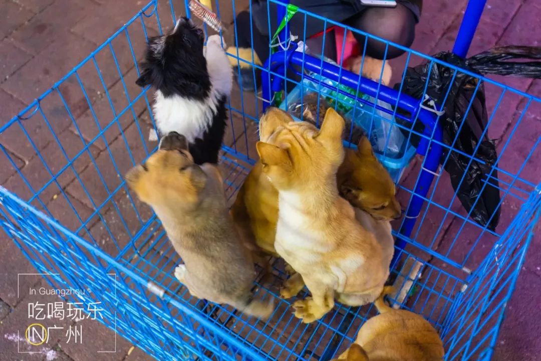 下一站广州完整版怎么配乐,下一站广州的文案