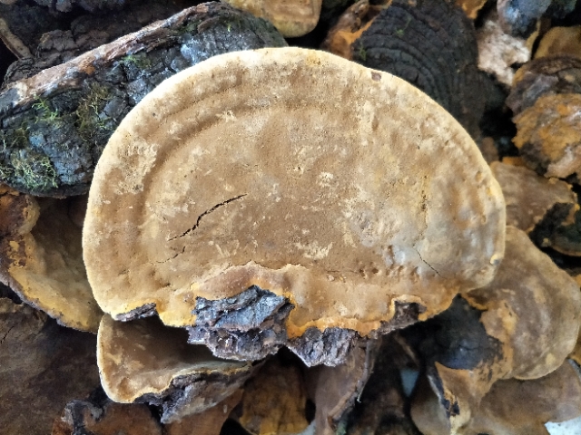 野生人参的真相,灵芝真相大揭秘