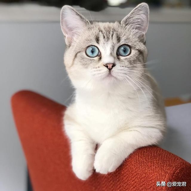 铲屎的时候猫就过来了,铲屎的时候猫咪会冲过来