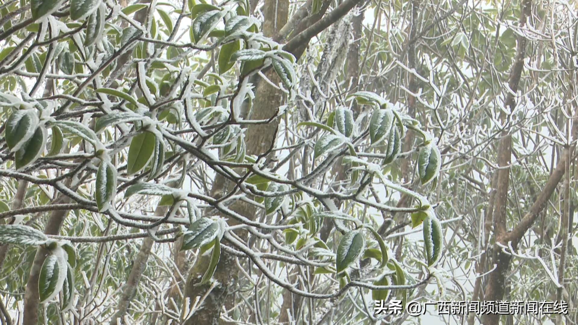 大明山雾凇美景美丽又动人,猫儿山震撼云海风光
