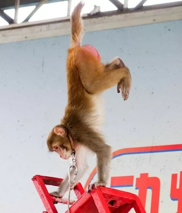 宋媛婷:甄天真的礼物