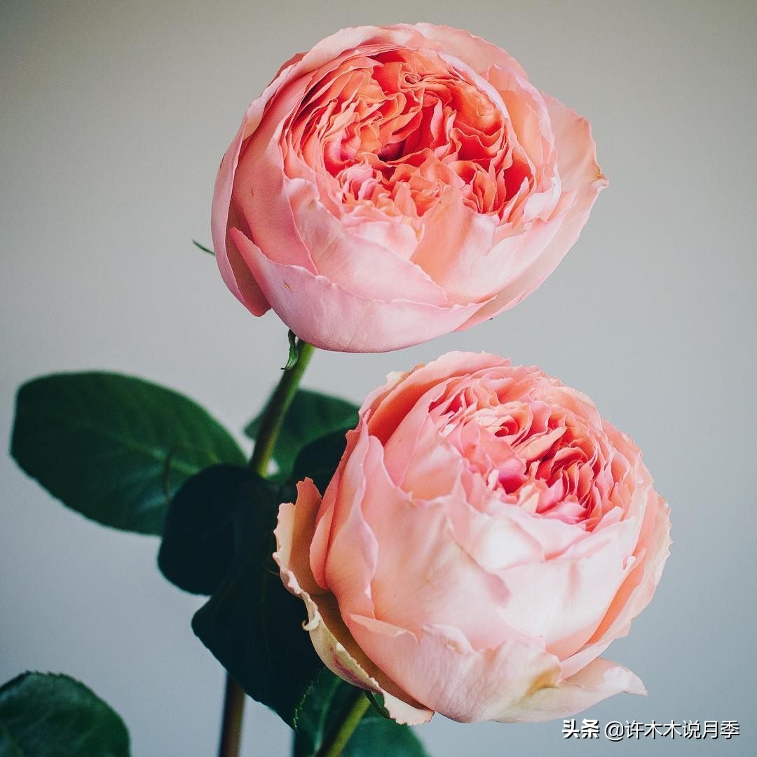 月季扦插发芽又枯萎是什么原因,月季扦插的都发芽了怎么就蔫了