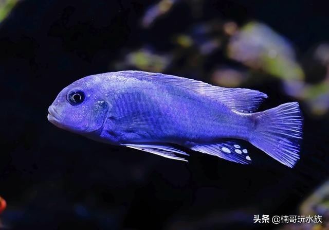 三湖慈鲷鱼怎么用小鱼缸来养好,三湖慈鲷激素鱼能养好么