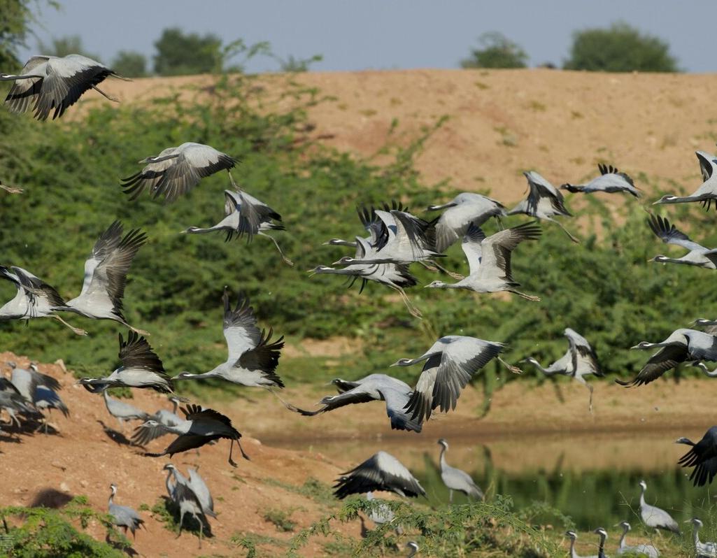梦到鸟群盘旋,医院盘旋鸟群