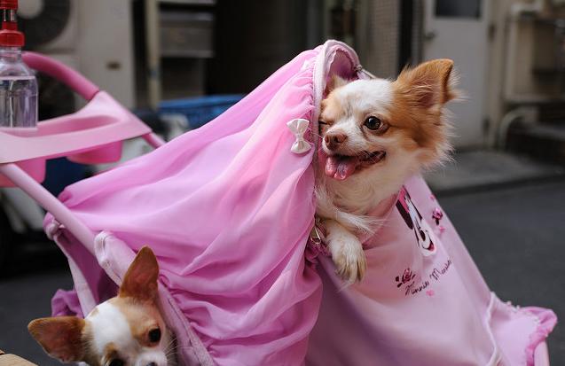 日本最奇葩的4件事,你不知道的日本十大奇葩事