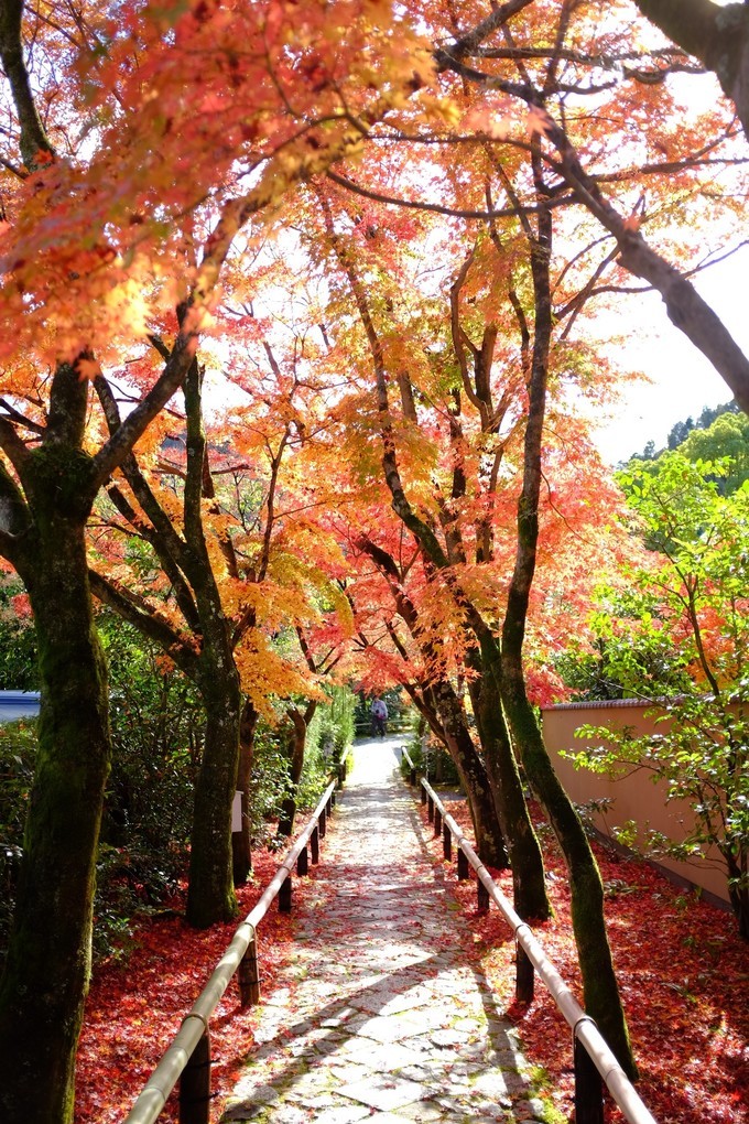 京都赏枫2022,京都赏枫必去景点有哪些好玩的