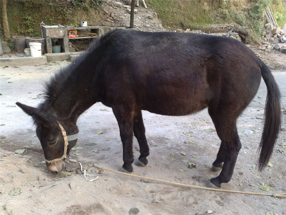 为什么骡子不能生育的民间故事,骡子不能生育是马和驴惹的祸