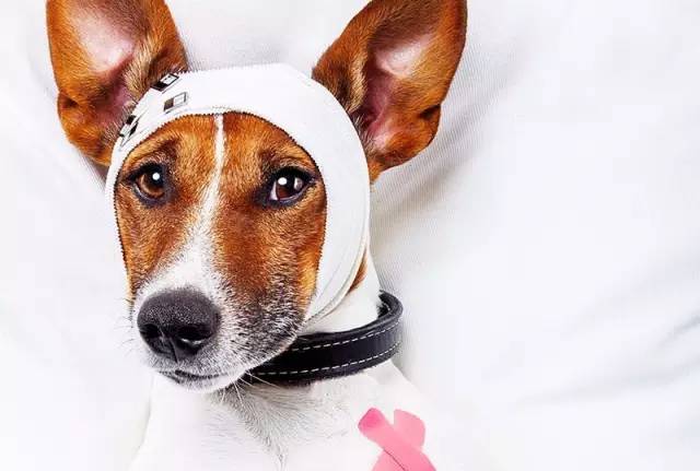 狗狗常见的意外事故及急救方法,狗狗意外伤人怎么治疗