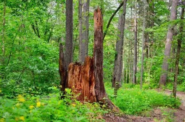 琥珀木满油东北沉香手串,东北琥珀木手串