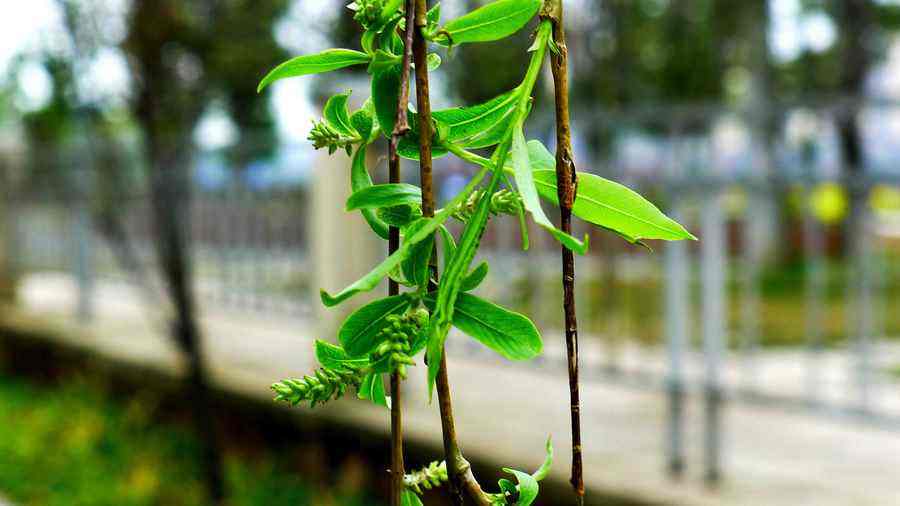 咏柳是曾巩写的还是贺知章写的,贺知章咏柳和曾巩咏柳的异同