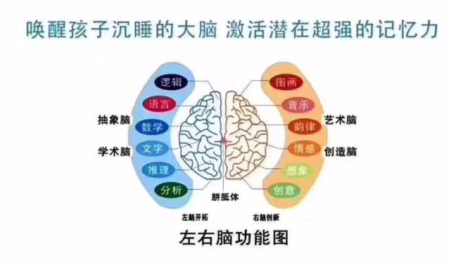 皮纹测试先天潜能总量,皮纹基因潜能测试