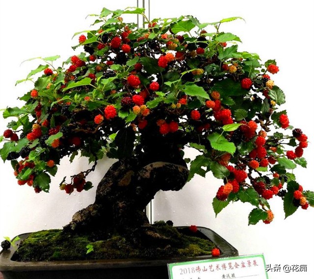 桑树怎么养成盆景,家里养不住植物是不是风水不好