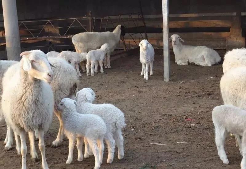 羔羊的饲养技术流程,初生羔羊怎么饲养管理
