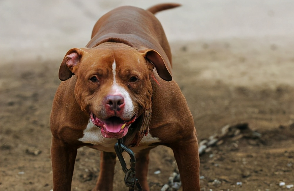 狗狗突然对主人有攻击怎么办,如果狗狗对你有攻击性该怎么办