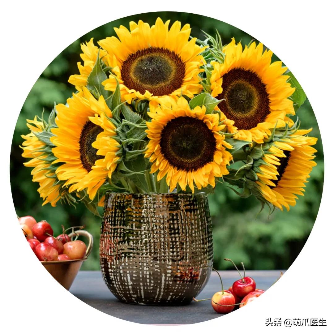 养了猫还可以养兔子吗,养了猫还适合养鹦鹉吗