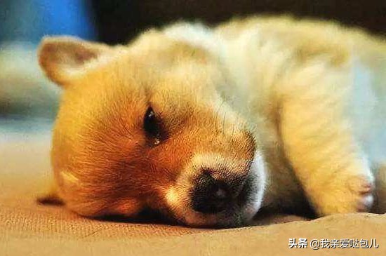 狗狗呕吐带狗狗看病,狗狗出现了呕吐的症状怎么办