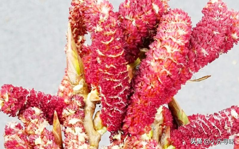 以前北方人拿来充饥，老一辈都吃过，如今20元1斤，农民却不卖