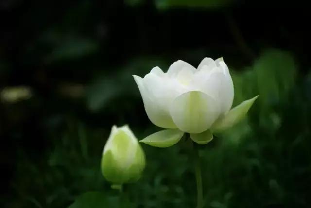 一次性摘各种各样的水果,一次性种很多草莓会怎么样