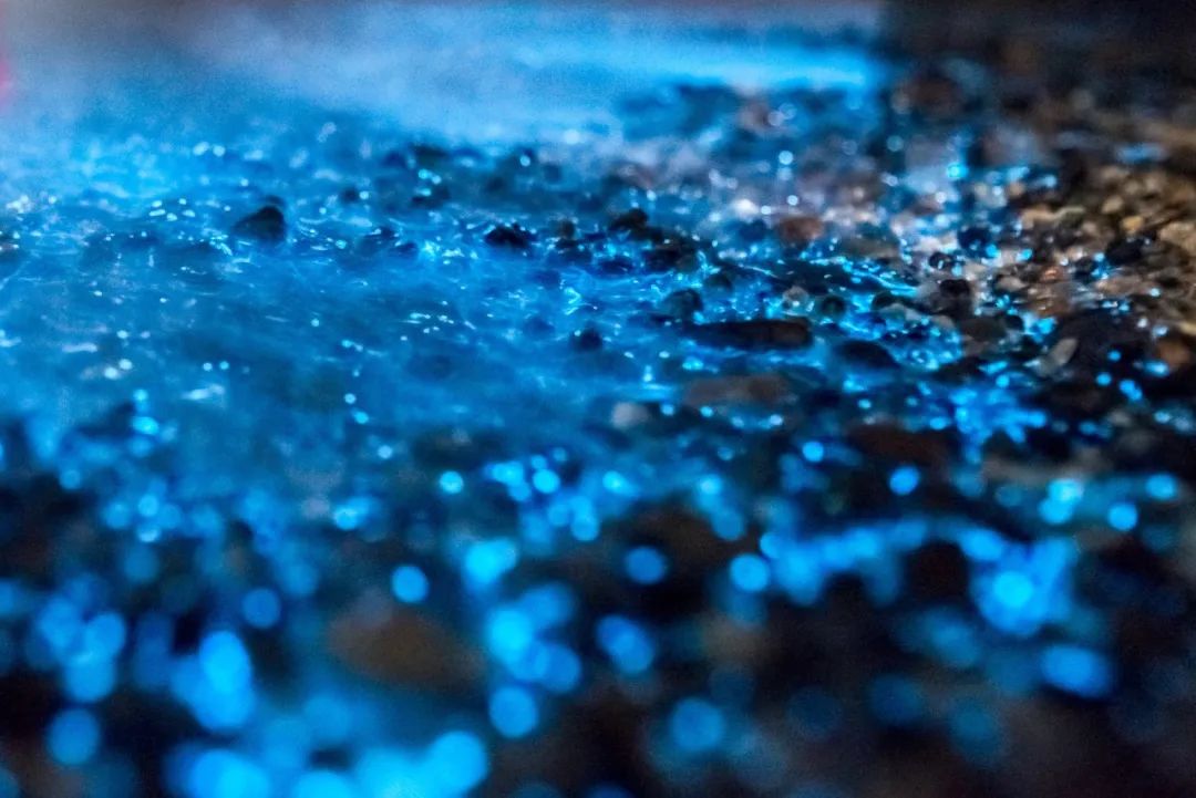 海滩再现绝美荧光海宛如蓝色星河,成都荧光海滩