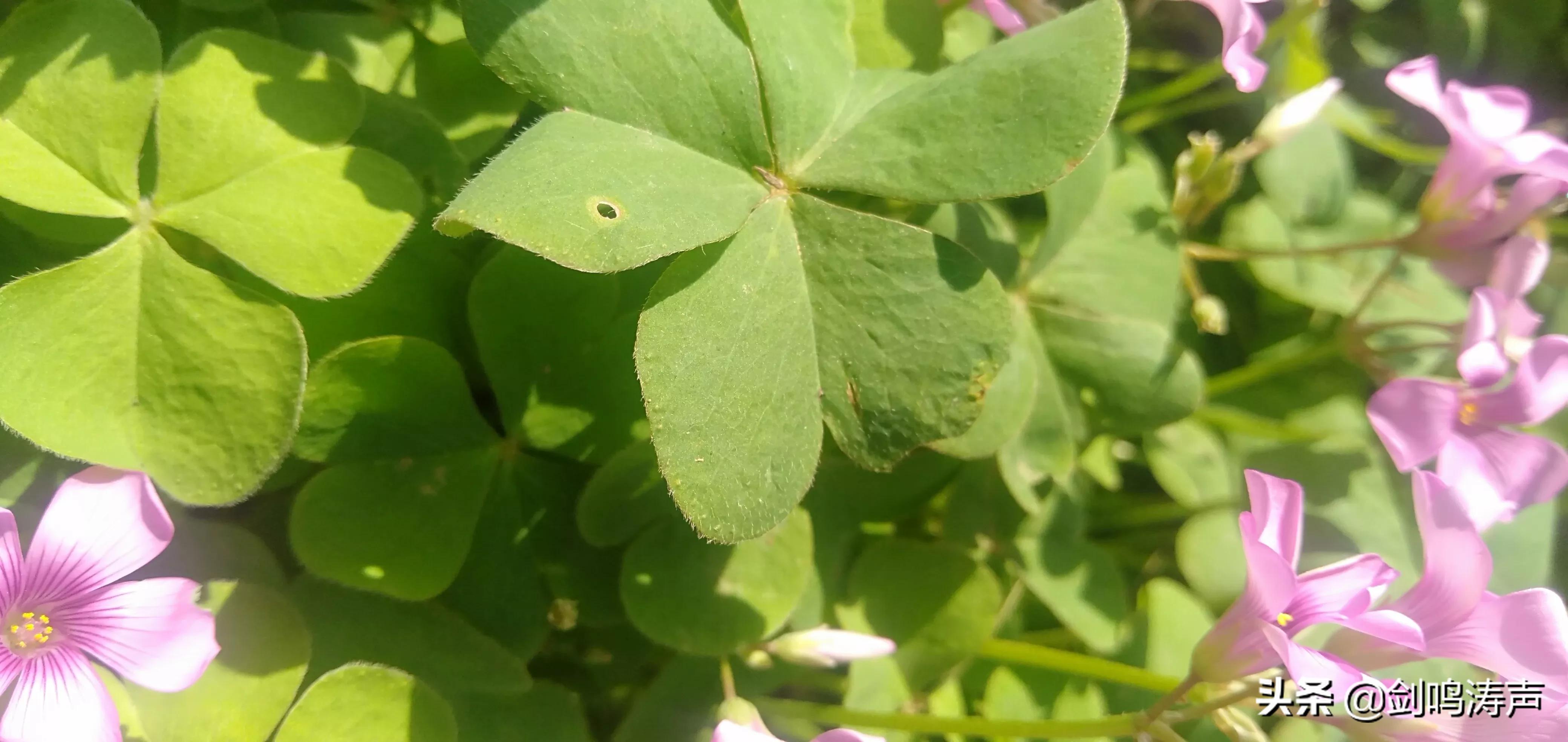 狗急跳墙不承认姚策DNA，会有什么后果