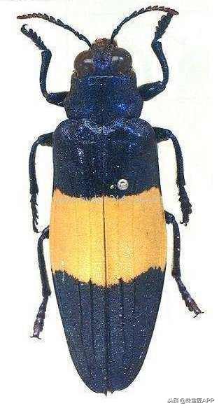 昆虫做的珠宝首饰,用昆虫做的艺术品