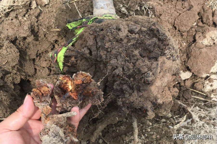 樱花树发芽又枯萎,樱花树突然死亡什么原因呢