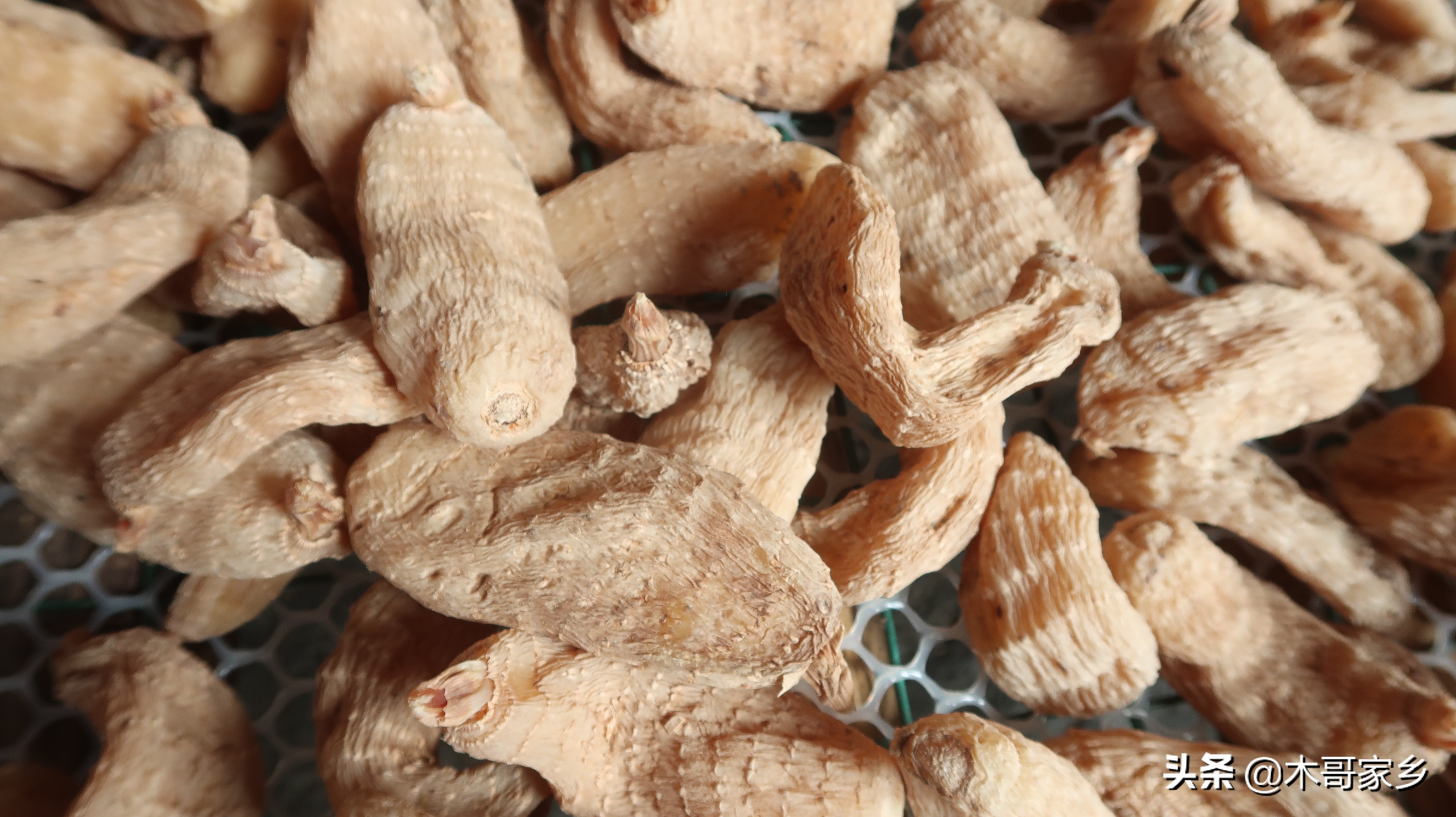 天麻在晒干过程中发霉了怎么办,天麻表面有白色一层是不是发霉