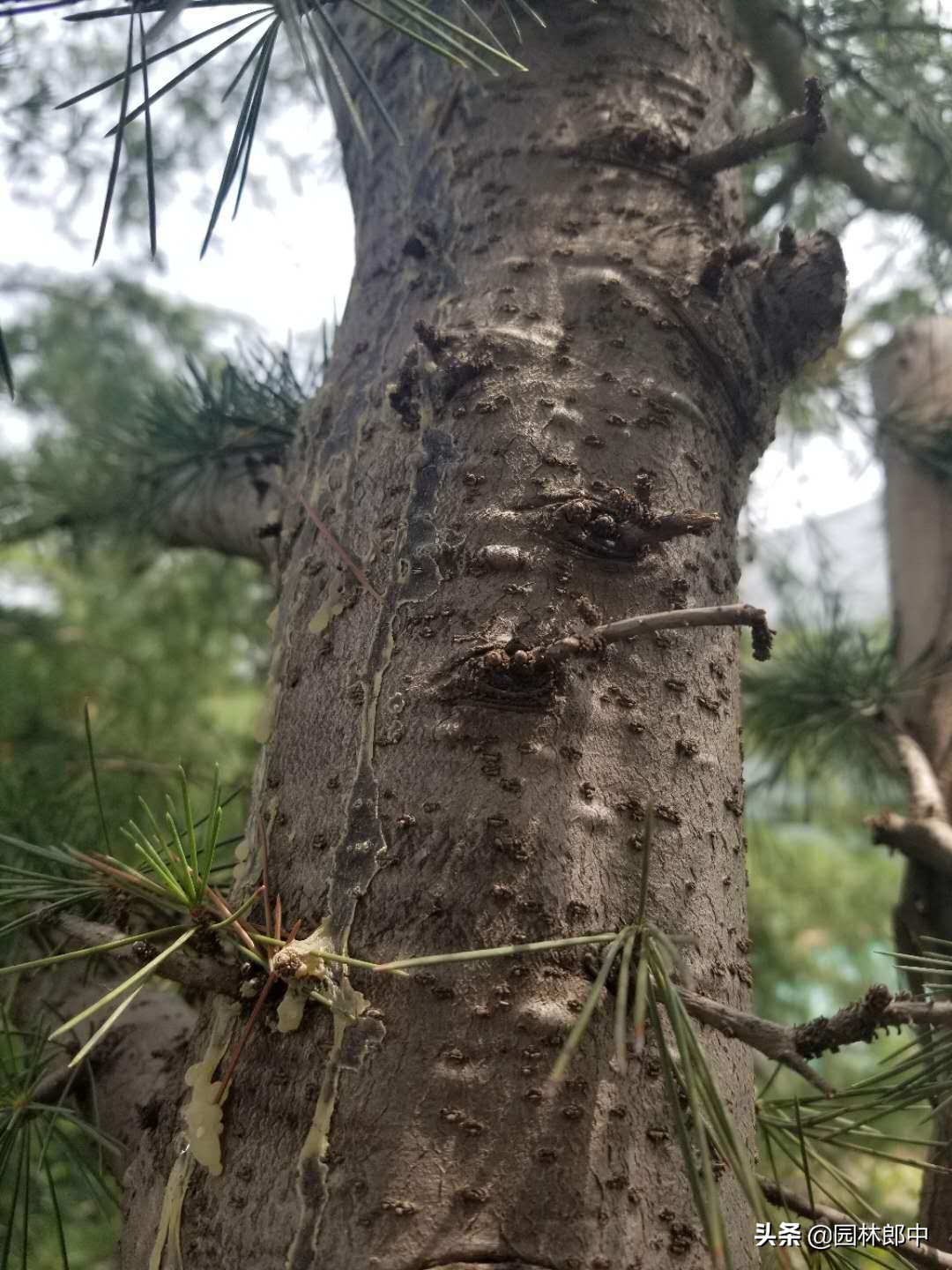 松树上的叶子发黑,松树松针顶部发黄