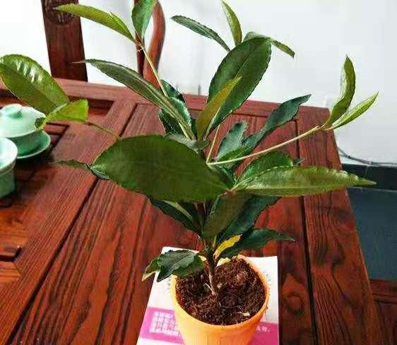 黄金万两换盆后叶子掉光了,黄金万两叶子发黄脱落怎么补救