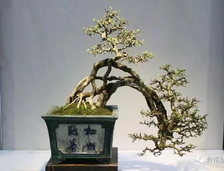 临水式金弹子盆景图片大全欣赏,看盆景展里赏心悦目的盆景