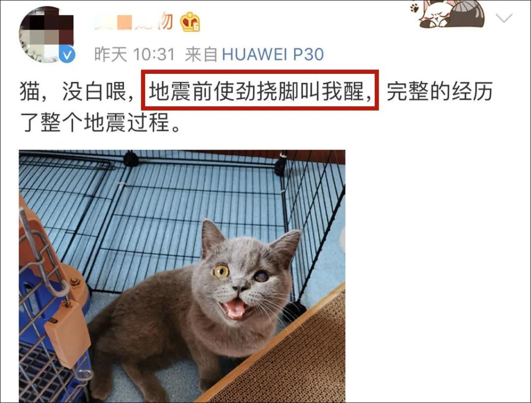 猫地震的时候没有反应,地震了猫会有反应吗
