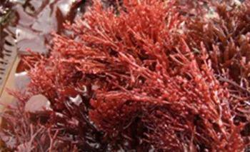 猫咪零食哪种比较好,猫咪零食一定要买好的吗