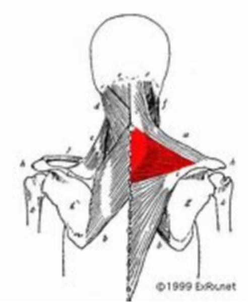 练胸伤肩怎么办,练胸怎么避免肩膀痛