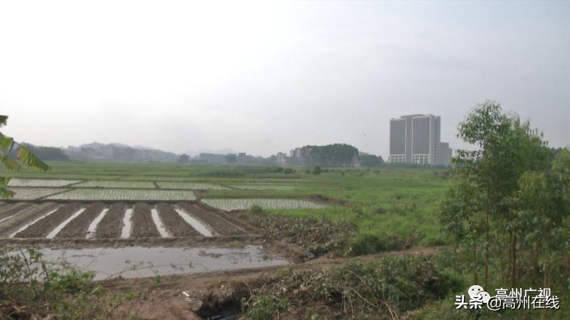 高州体育中心运动场建在这里，城南新区详细规划方案公示