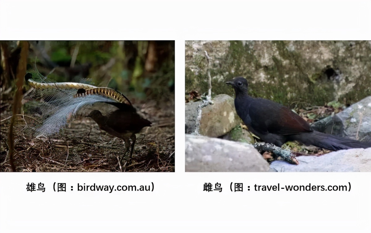 能模仿声音的鸟,澳大利亚琴鸟模仿婴儿哭声