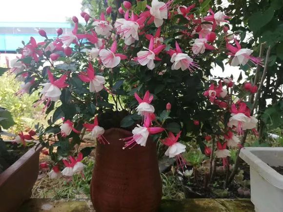 适合阳台养的四季开花有花香的花,花期长耐热耐寒又好养的花卉