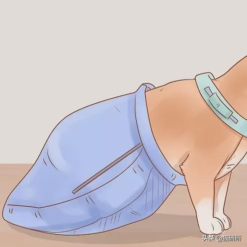 好好的猫咪突然瘸了是怎么回事,好好的猫突然掉了